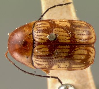 Media type: image; Entomology 8826   Aspect: habitus dorsal view